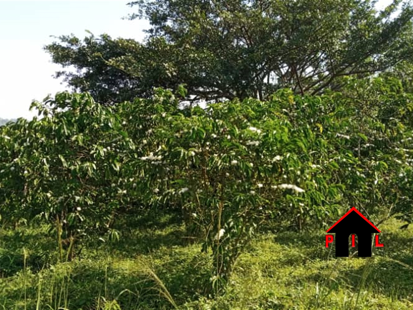 Agricultural Land for sale in Kassanda Mityana