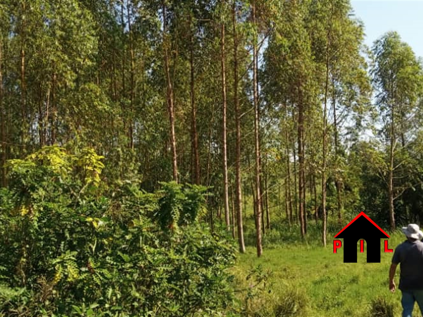 Agricultural Land for sale in Kassanda Mityana