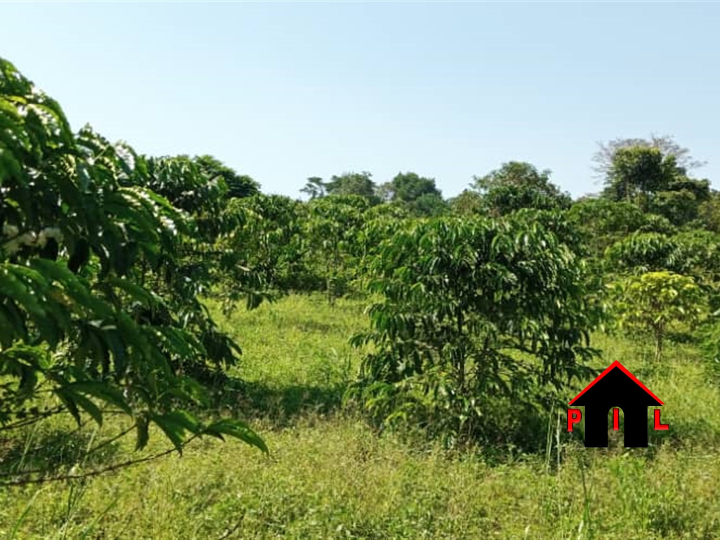 Agricultural Land for sale in Kassanda Mityana