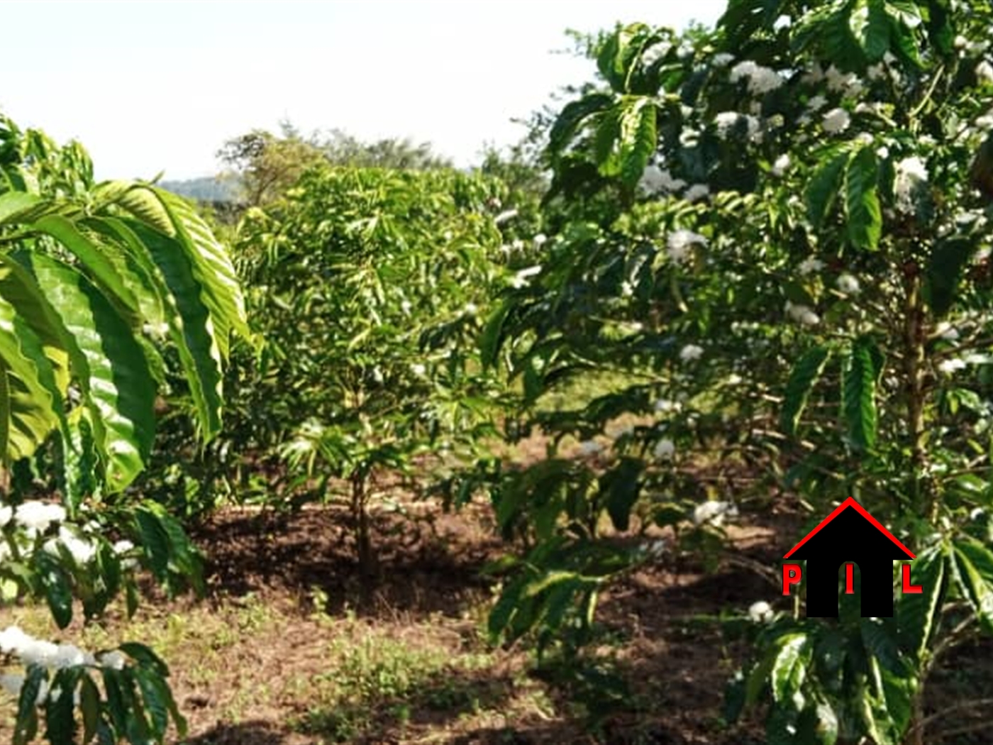 Agricultural Land for sale in Kassanda Mityana