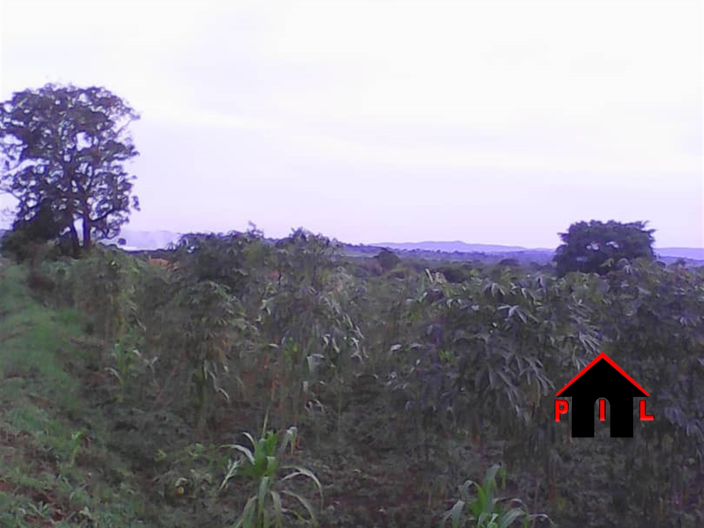 Agricultural Land for sale in Ziloobwe Luweero