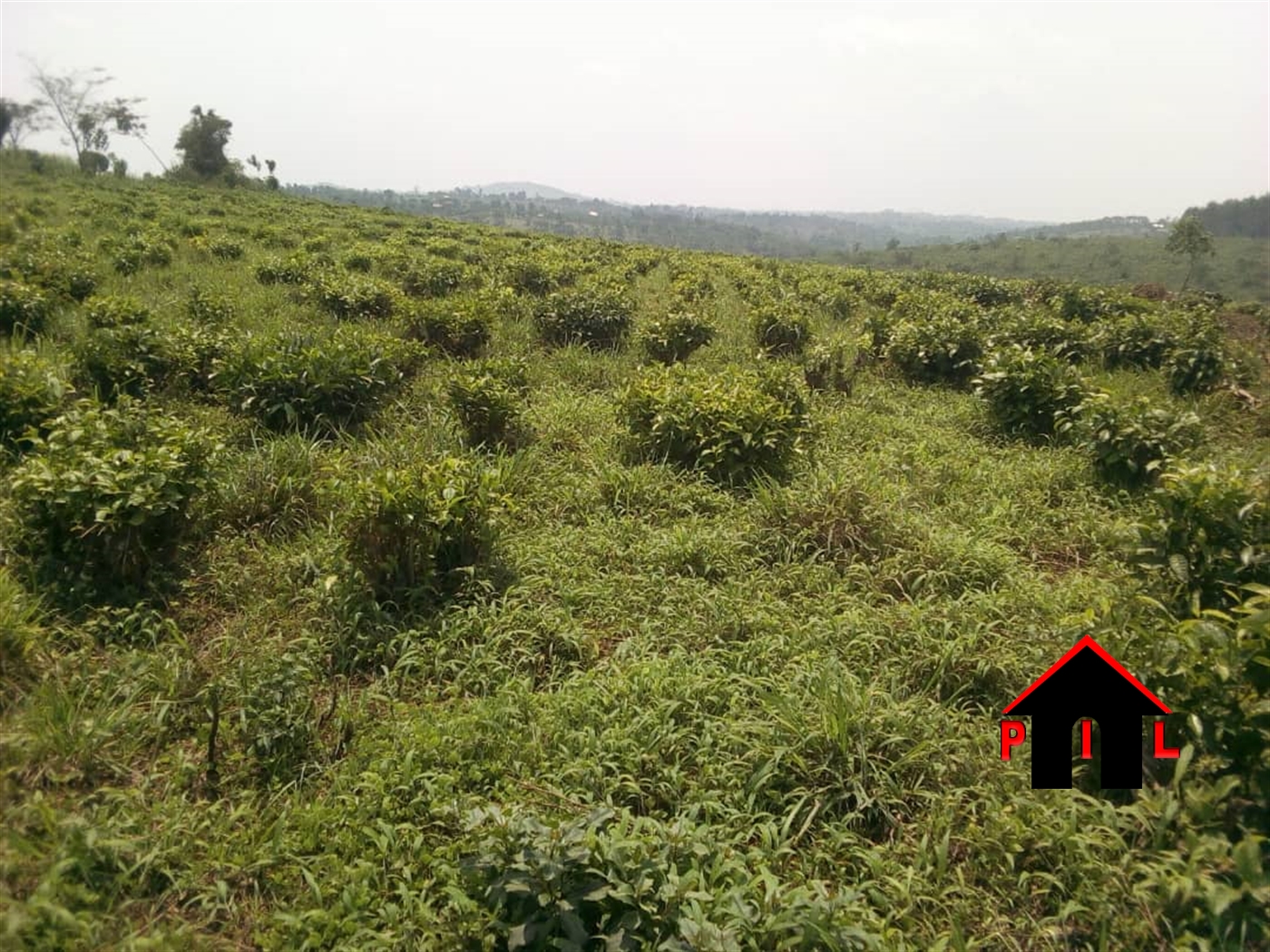 Agricultural Land for sale in Wabitungulu Luweero