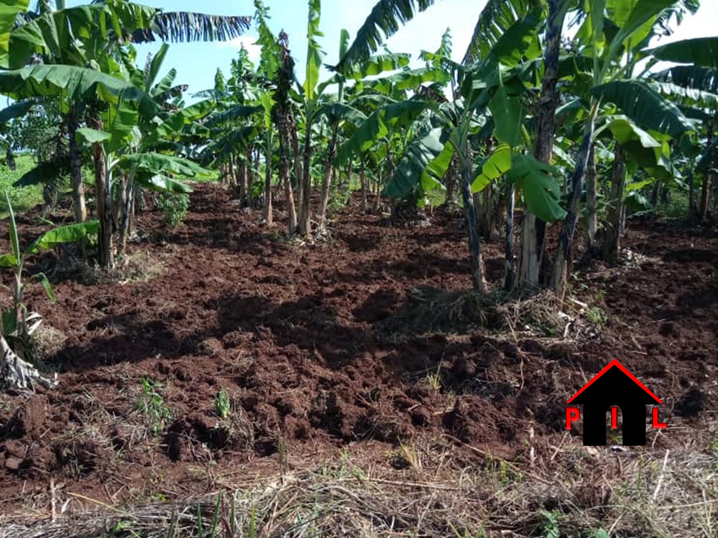 Agricultural Land for sale in Buwama Masaka