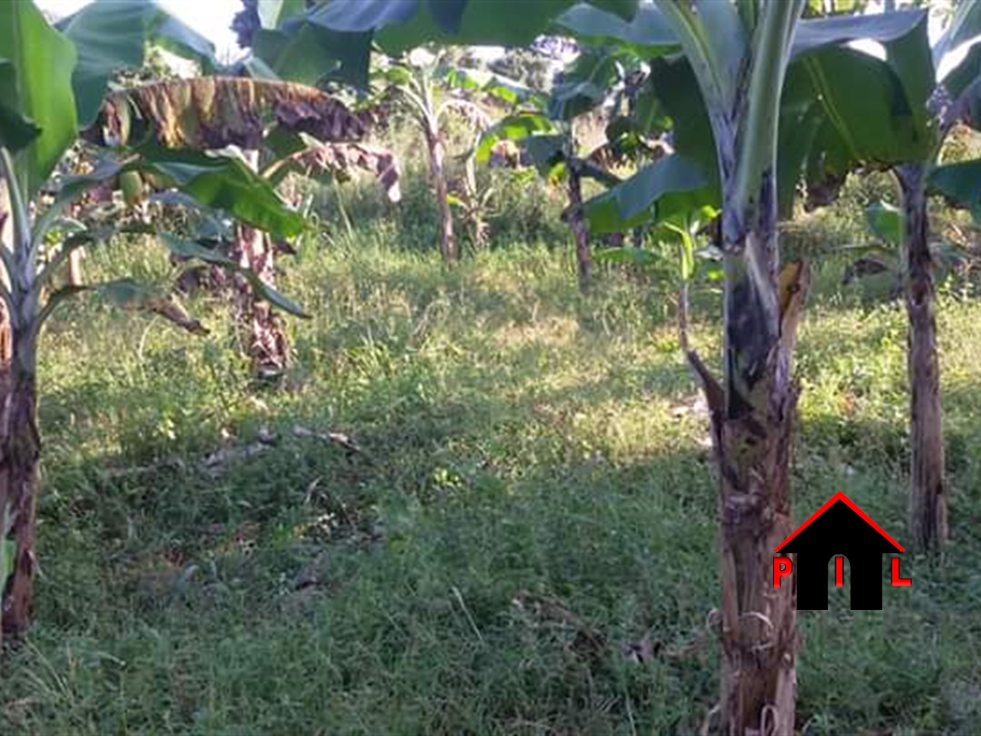 Agricultural Land for sale in Bugerere Masaka