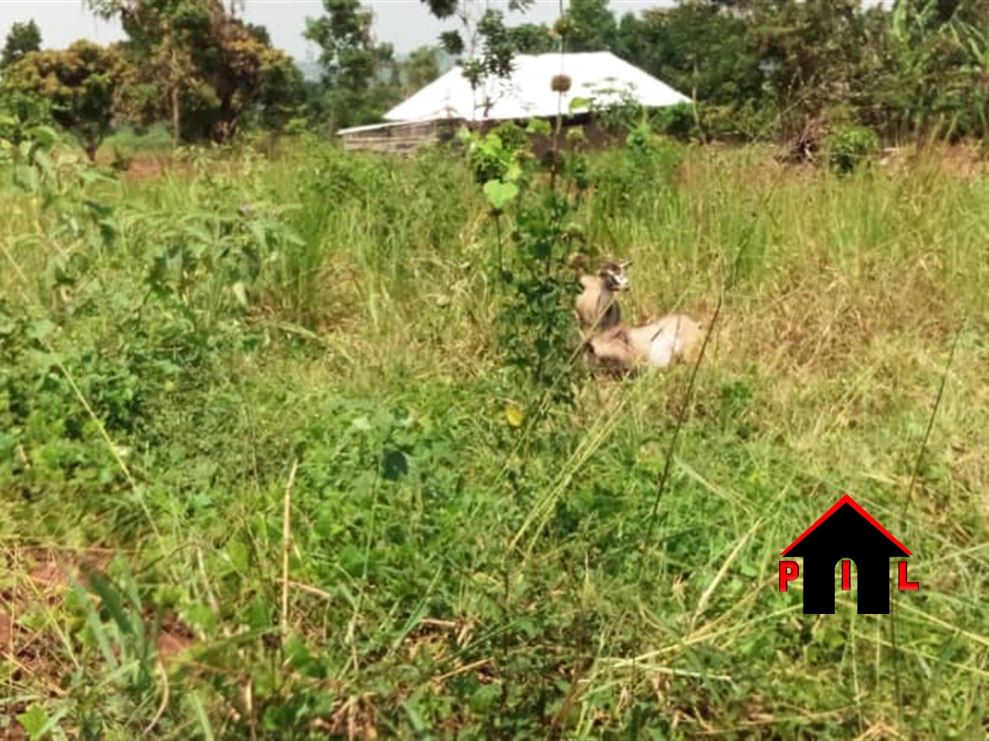 Residential Land for sale in Busiika Kalangala