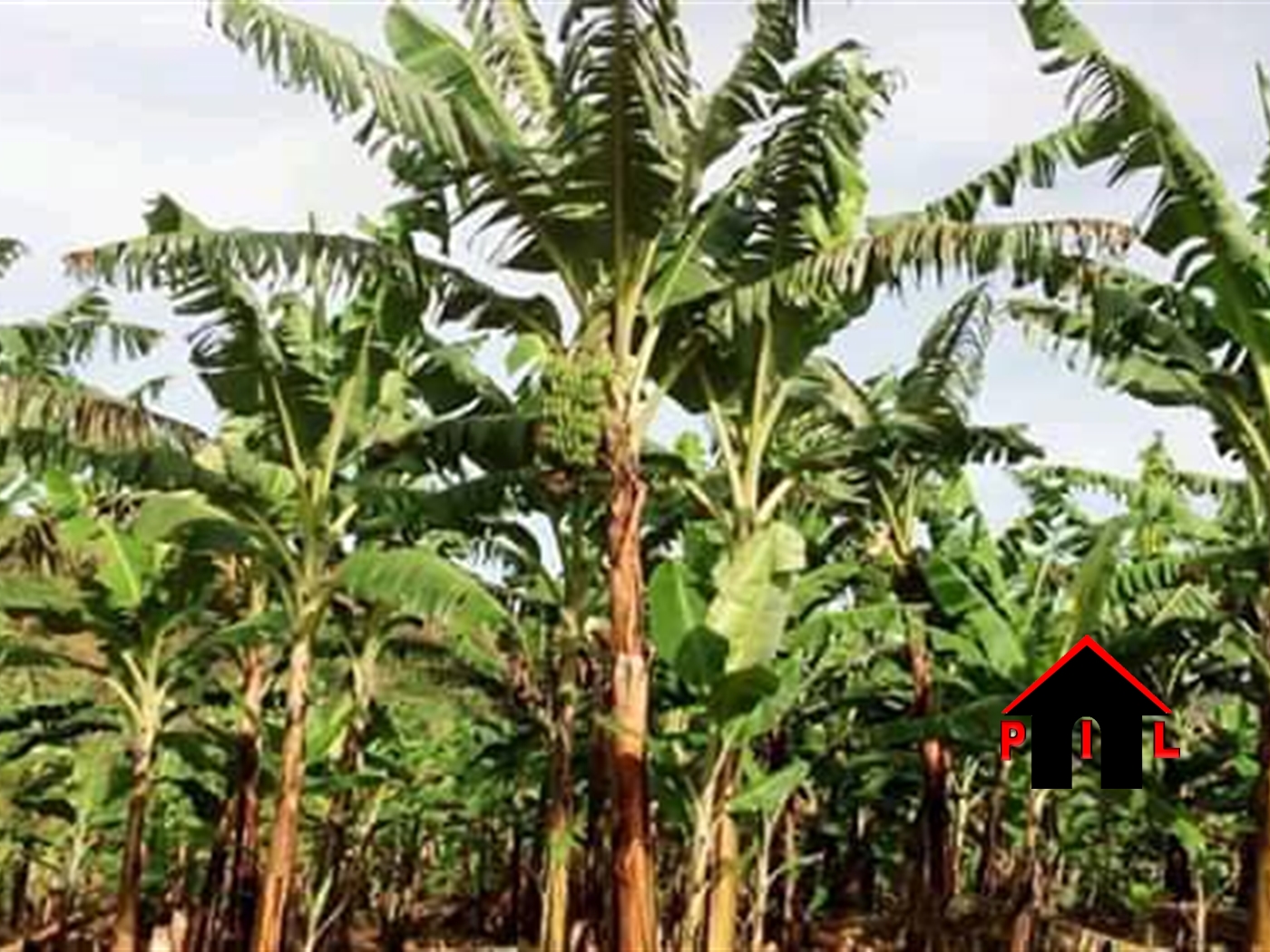 Agricultural Land for sale in Nakasengele Hoima
