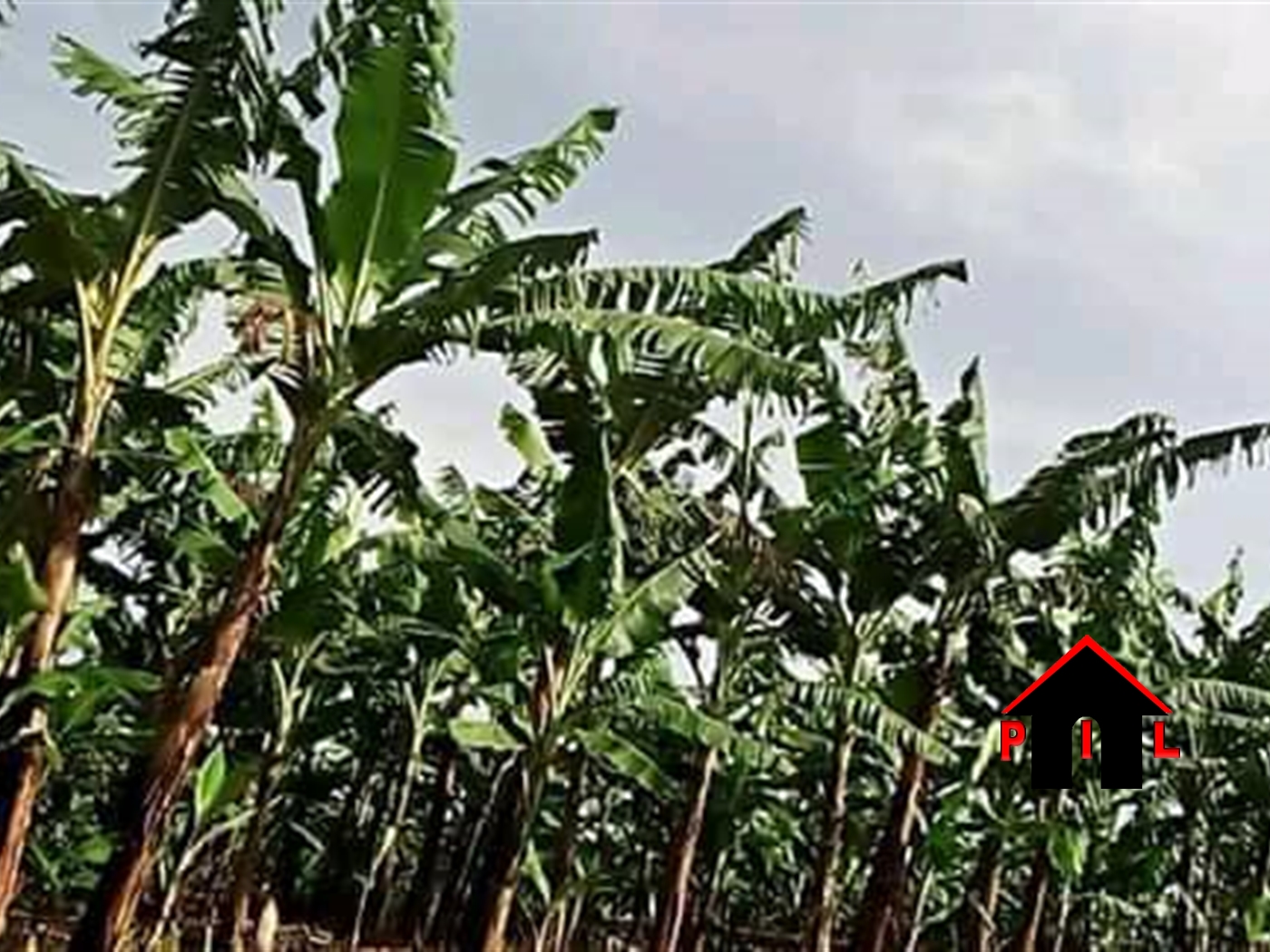 Agricultural Land for sale in Nakasengele Hoima