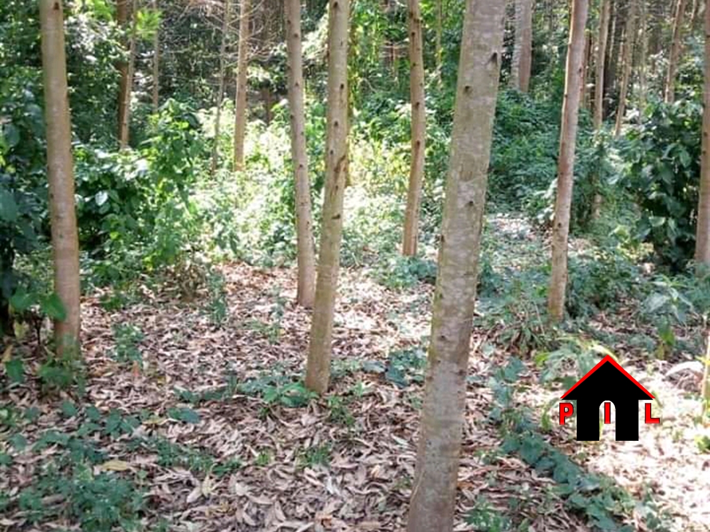 Agricultural Land for sale in Kakiri Wakiso