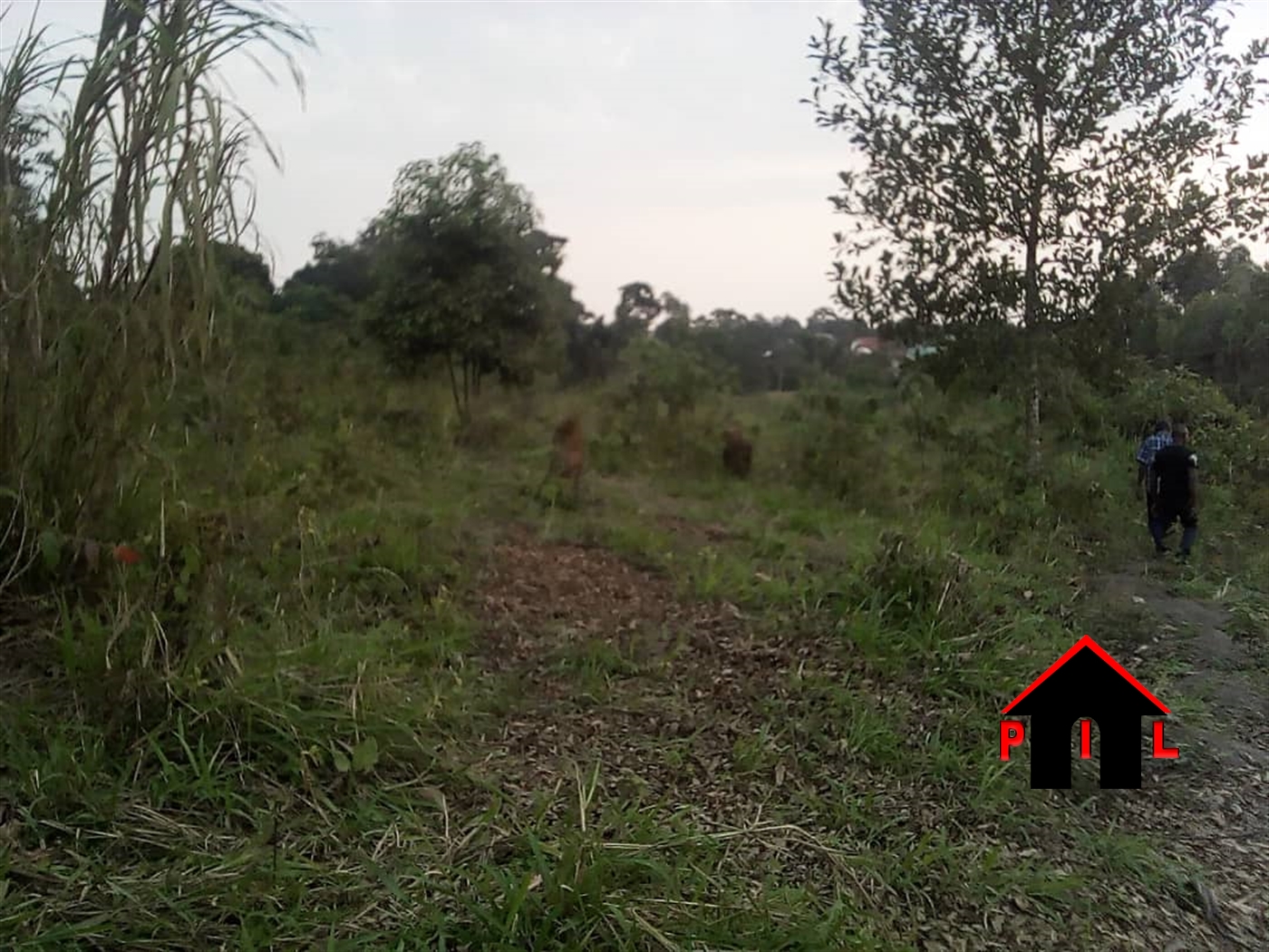 Agricultural Land for sale in Kasangati Kampala