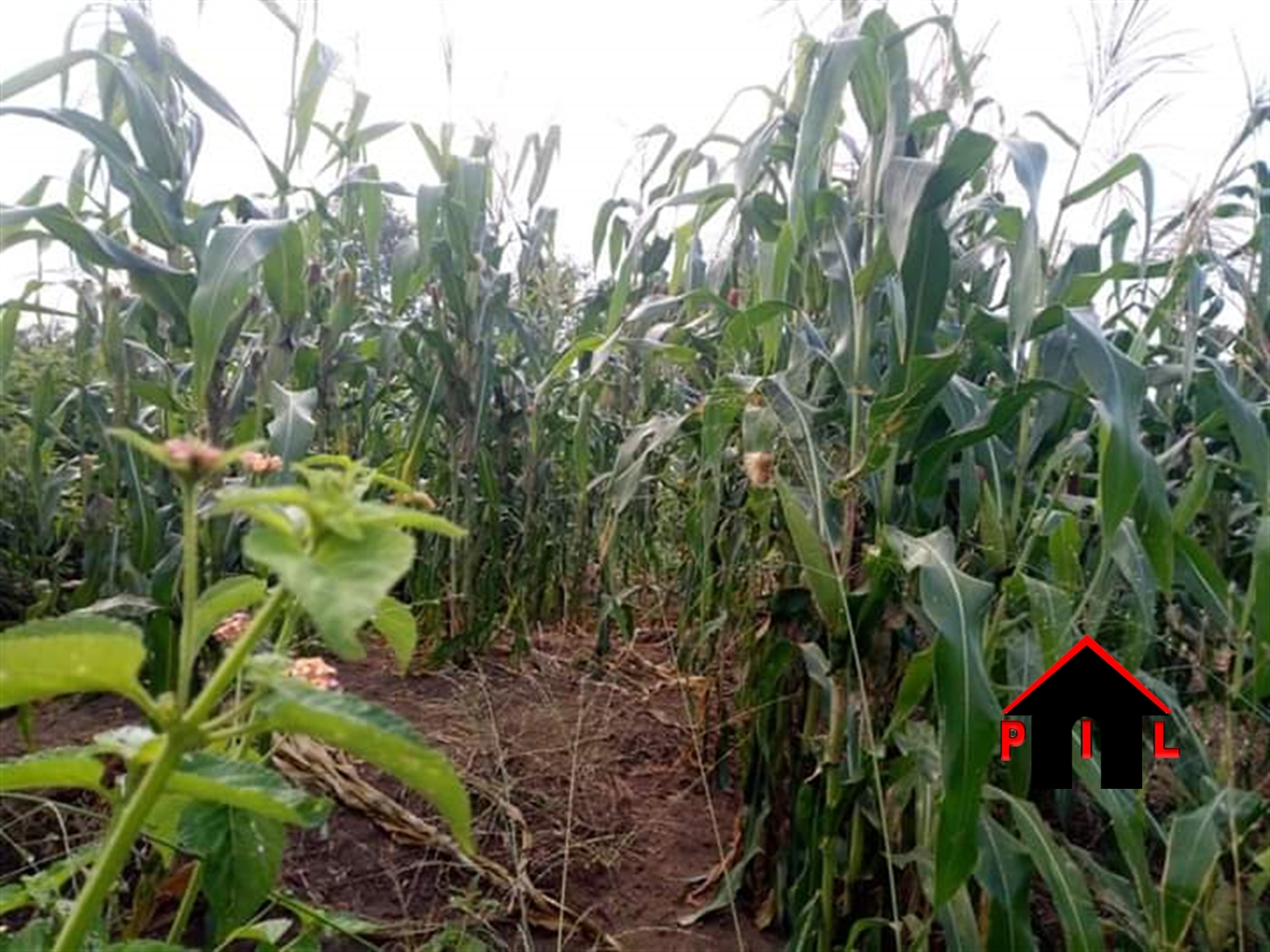 Agricultural Land for sale in Luweero Wakiso