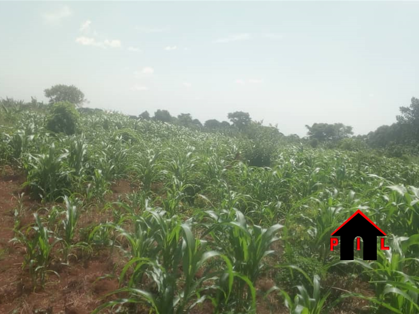 Agricultural Land for sale in Bubuubi Wakiso