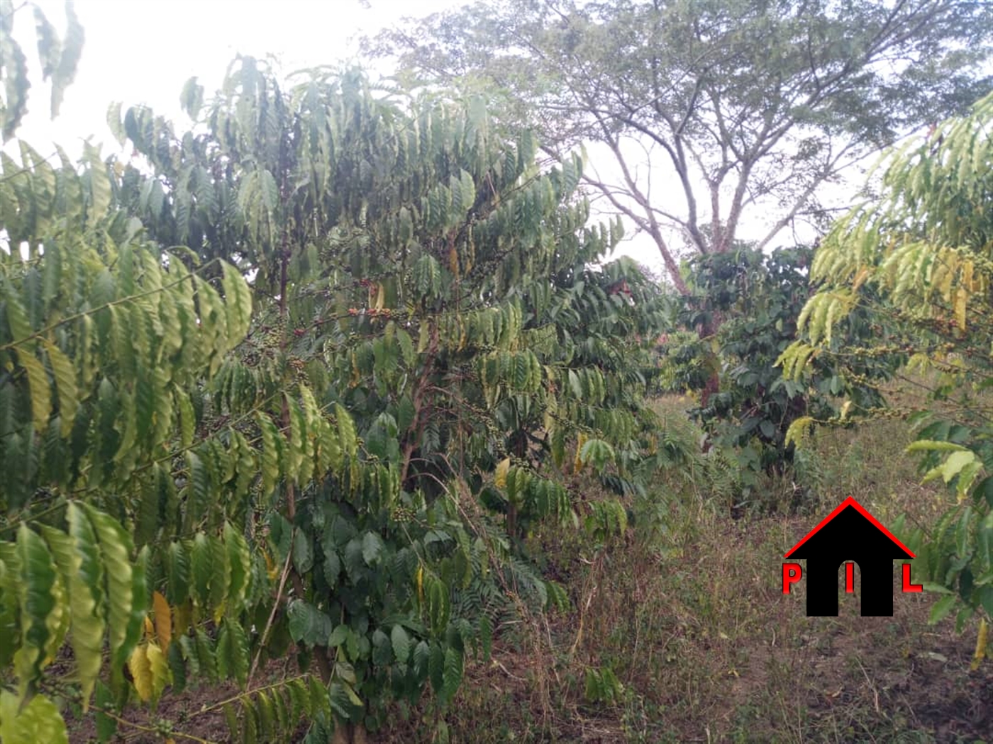 Agricultural Land for sale in Busunjju Mityana