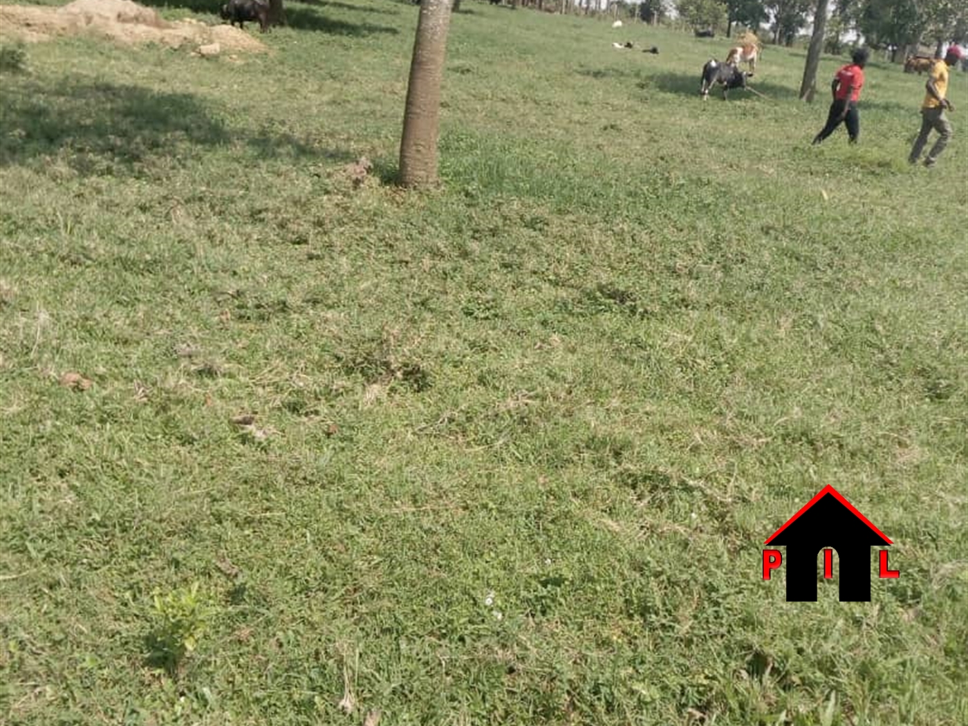 Agricultural Land for sale in Kanyogoga Kayunga