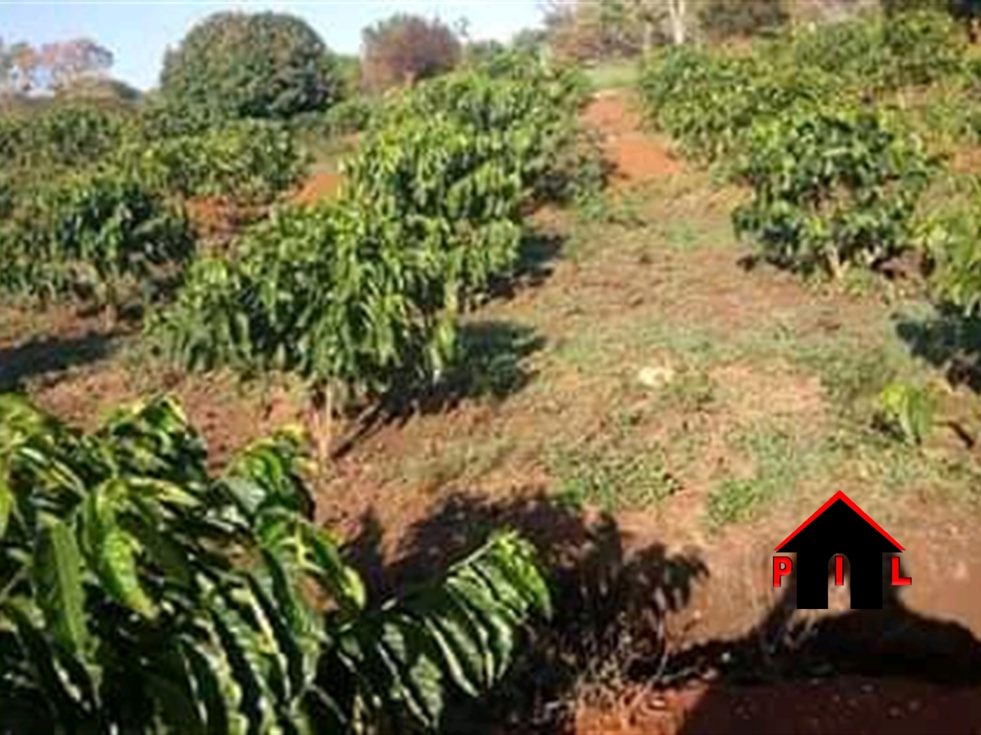 Agricultural Land for sale in Kigalama Mityana