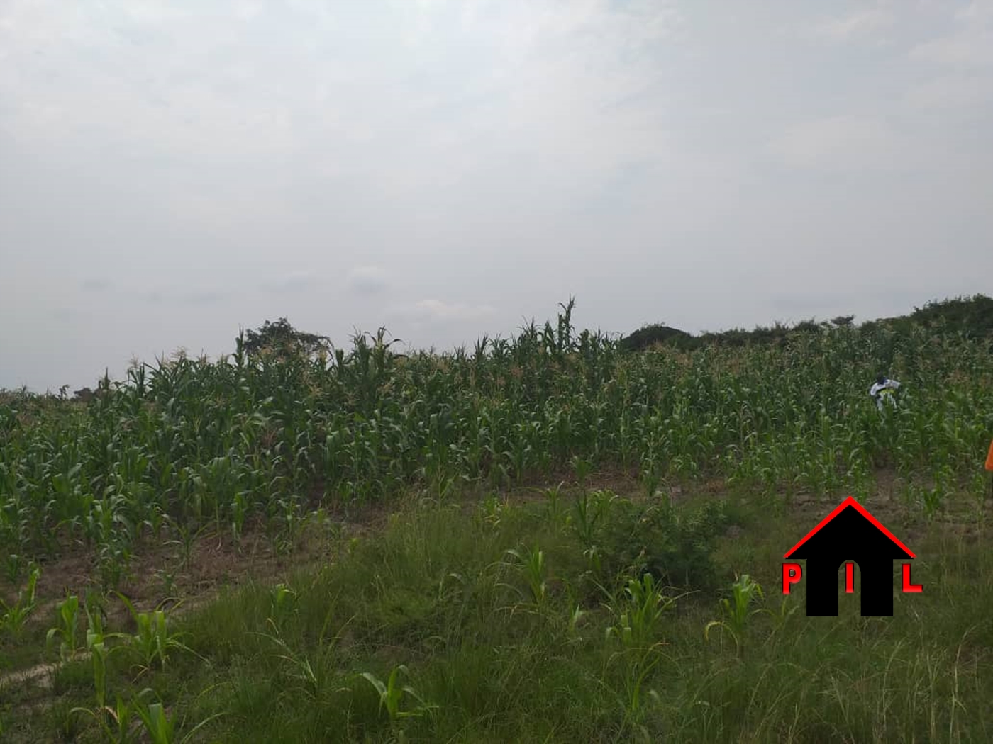 Agricultural Land for sale in Bukoka Mityana