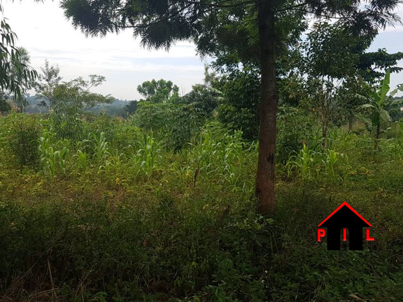 Agricultural Land for sale in Kabuye Nakasongola