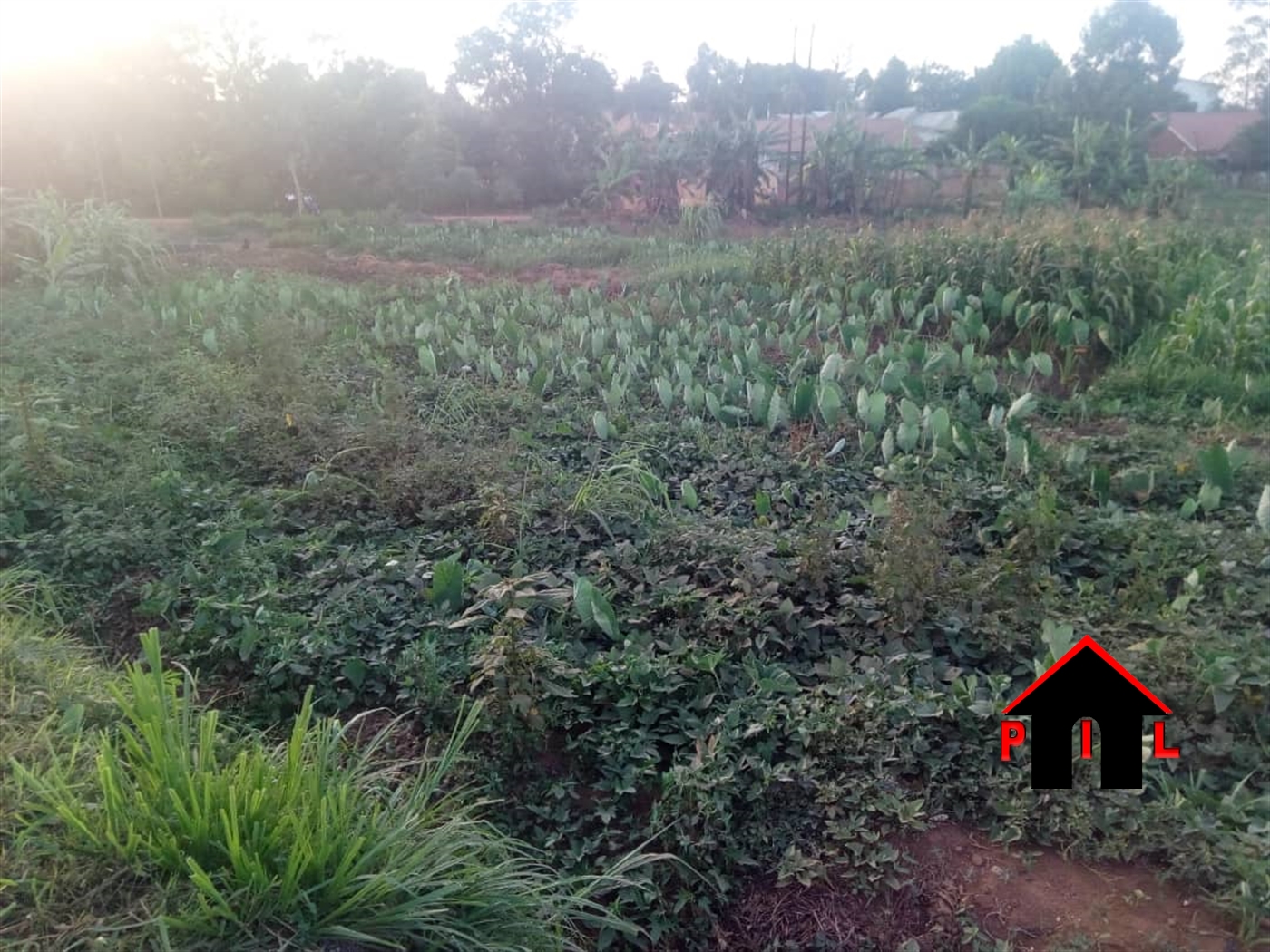 Agricultural Land for sale in Nabyewanga Masaka