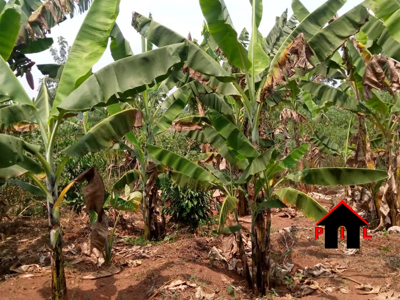 Agricultural Land for sale in Kilagata Masaka