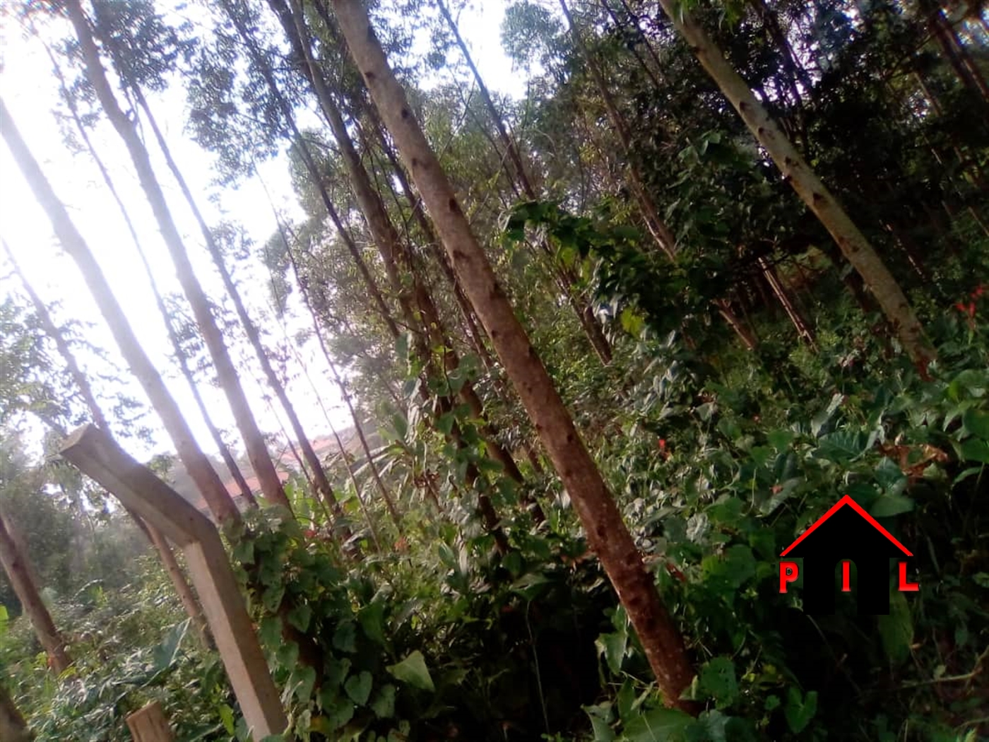 Agricultural Land for sale in Ngando Mpigi