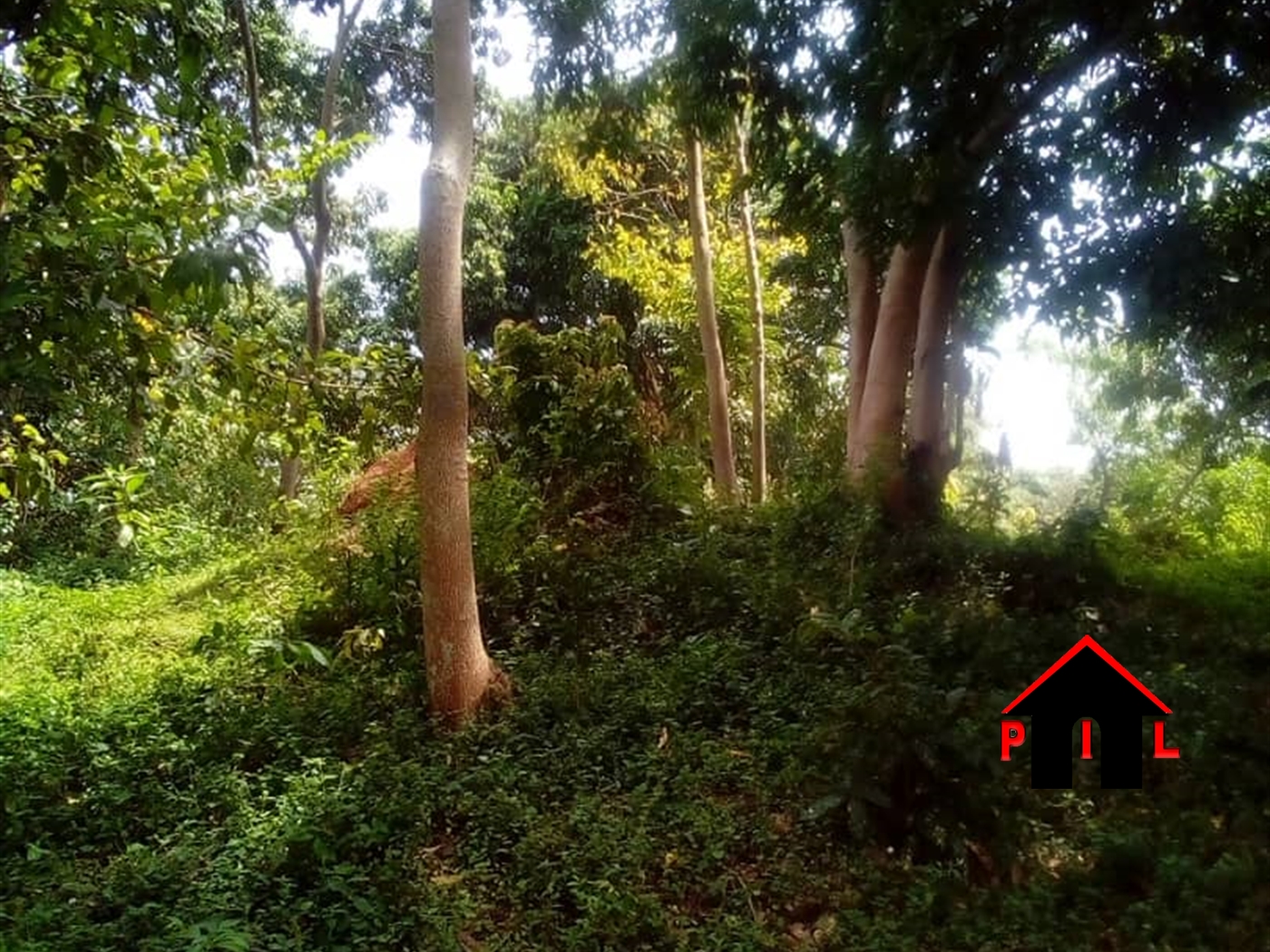 Residential Land for sale in Busukuma Wakiso