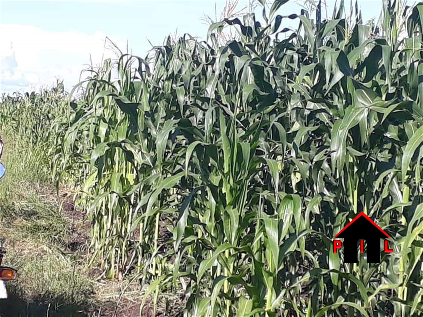 Commercial Land for sale in Bwayiise Wakiso