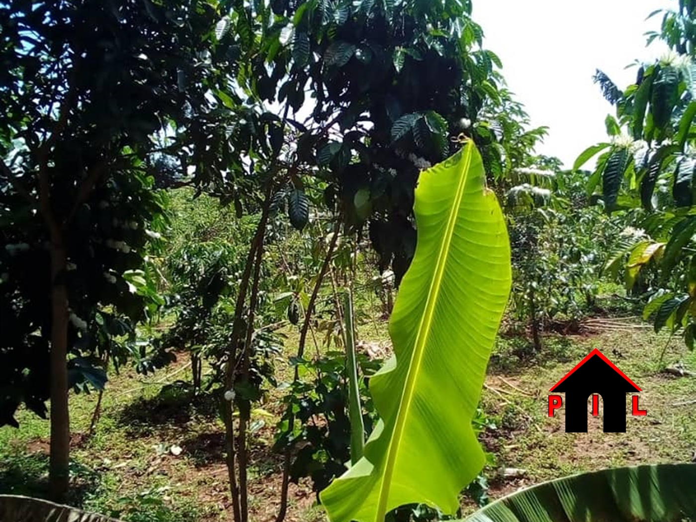 Residential Land for sale in Busukuma Wakiso