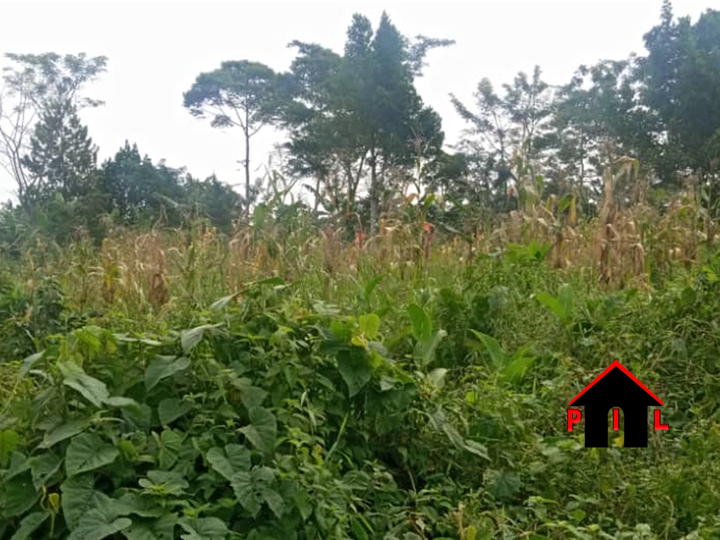 Residential Land for sale in Namubiru Mukono