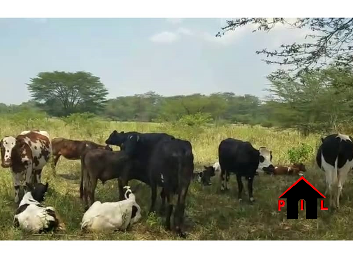 Agricultural Land for sale in Lungulu Ibanda
