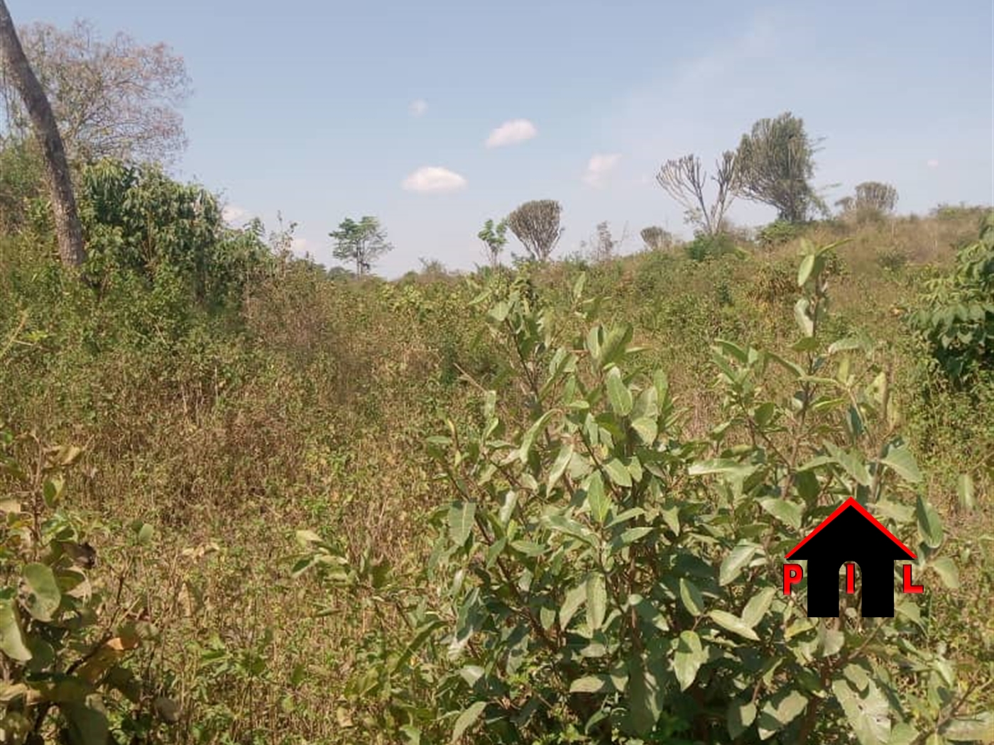 Agricultural Land for sale in Lukiizi Luweero