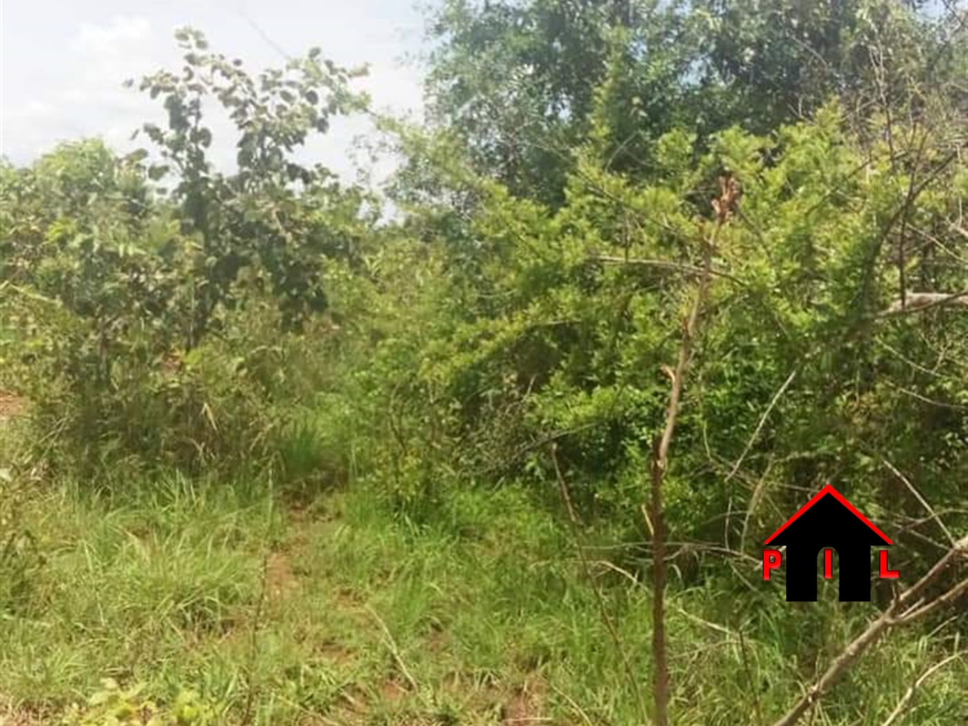 Agricultural Land for sale in Kasana Luweero