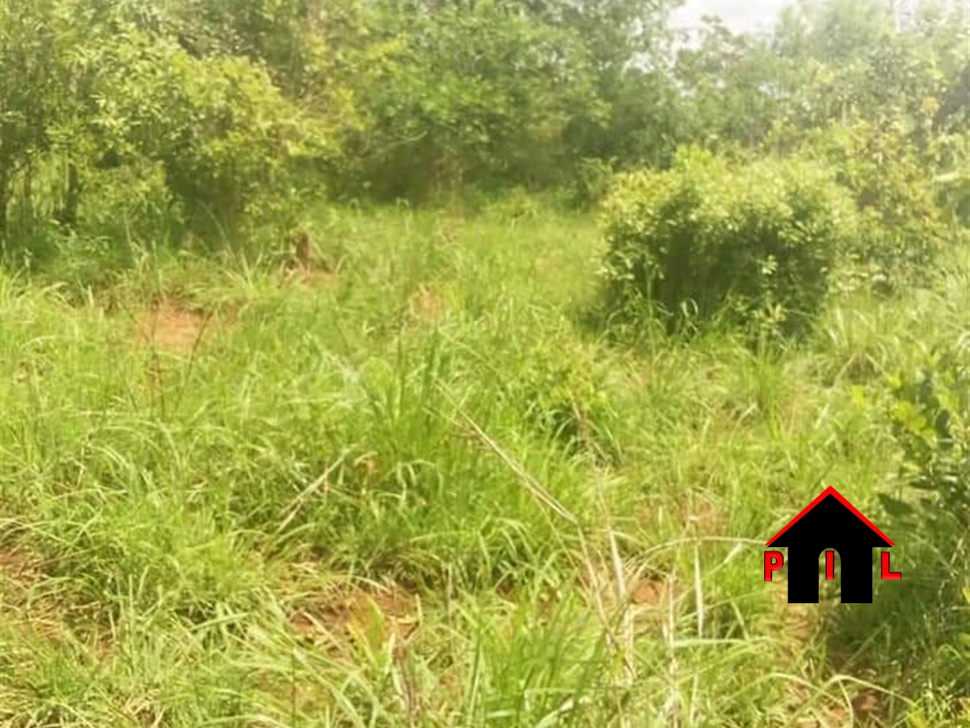 Agricultural Land for sale in Kasana Luweero