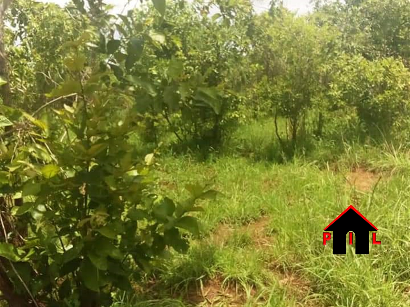 Agricultural Land for sale in Kasana Luweero