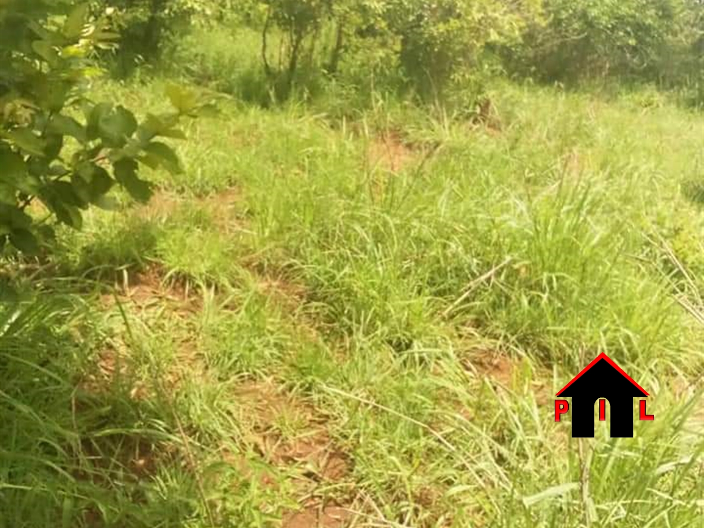 Agricultural Land for sale in Kasana Luweero