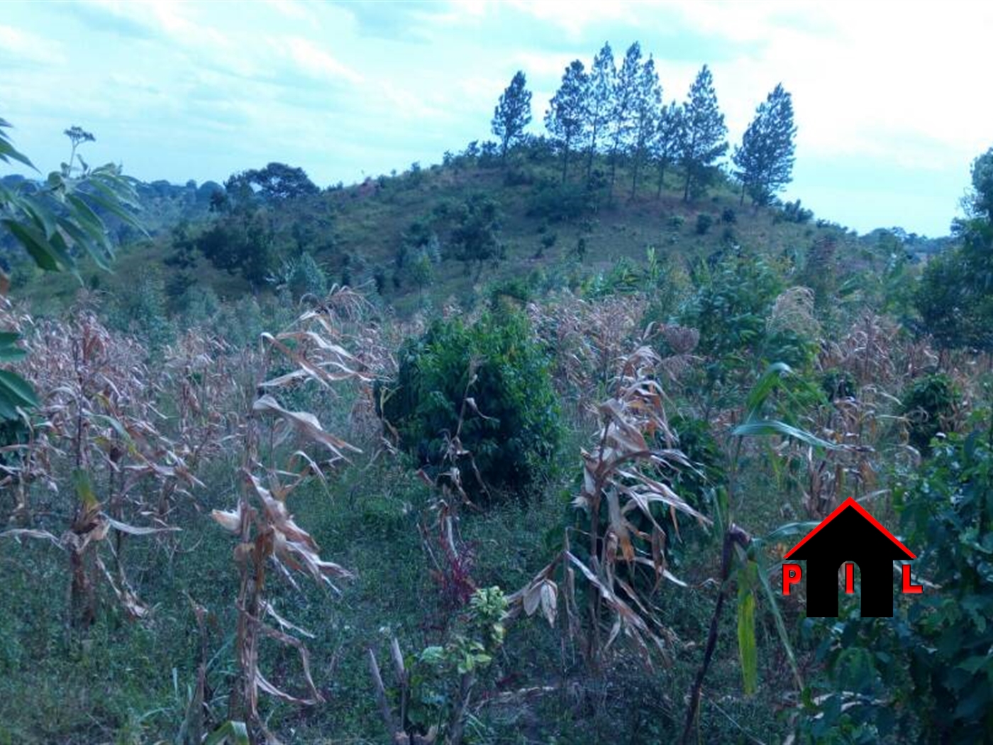 Agricultural Land for sale in Buziga Wakiso
