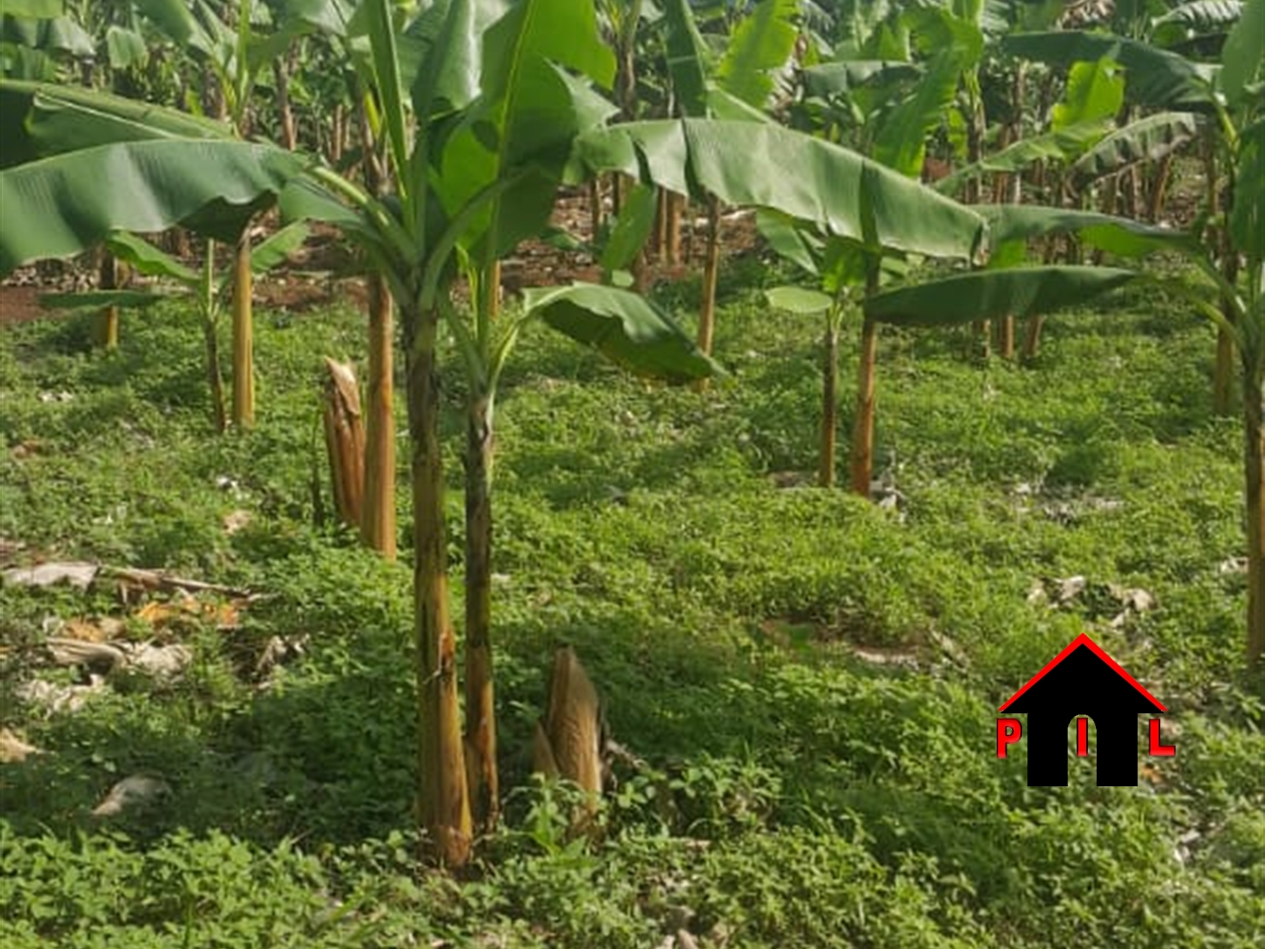 Commercial Land for sale in Lugasa Mukono