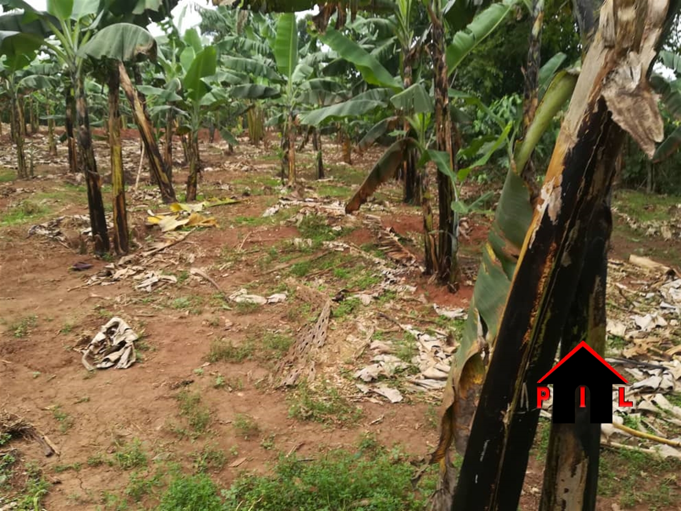 Agricultural Land for sale in Lukaya Masaka