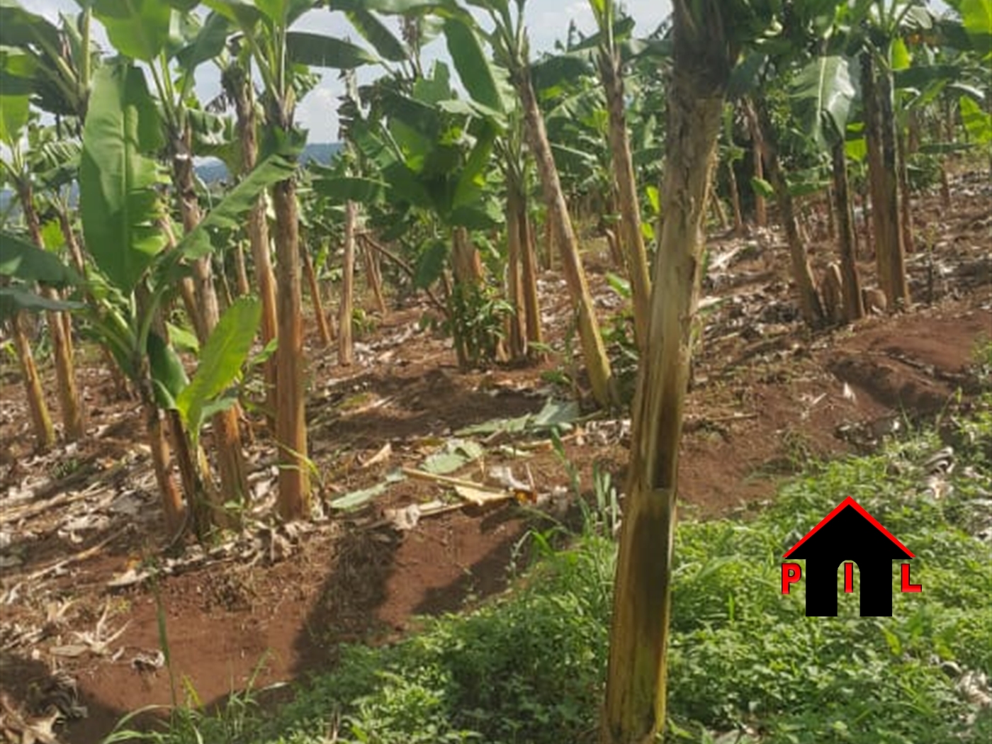 Agricultural Land for sale in Kyesiga Masaka