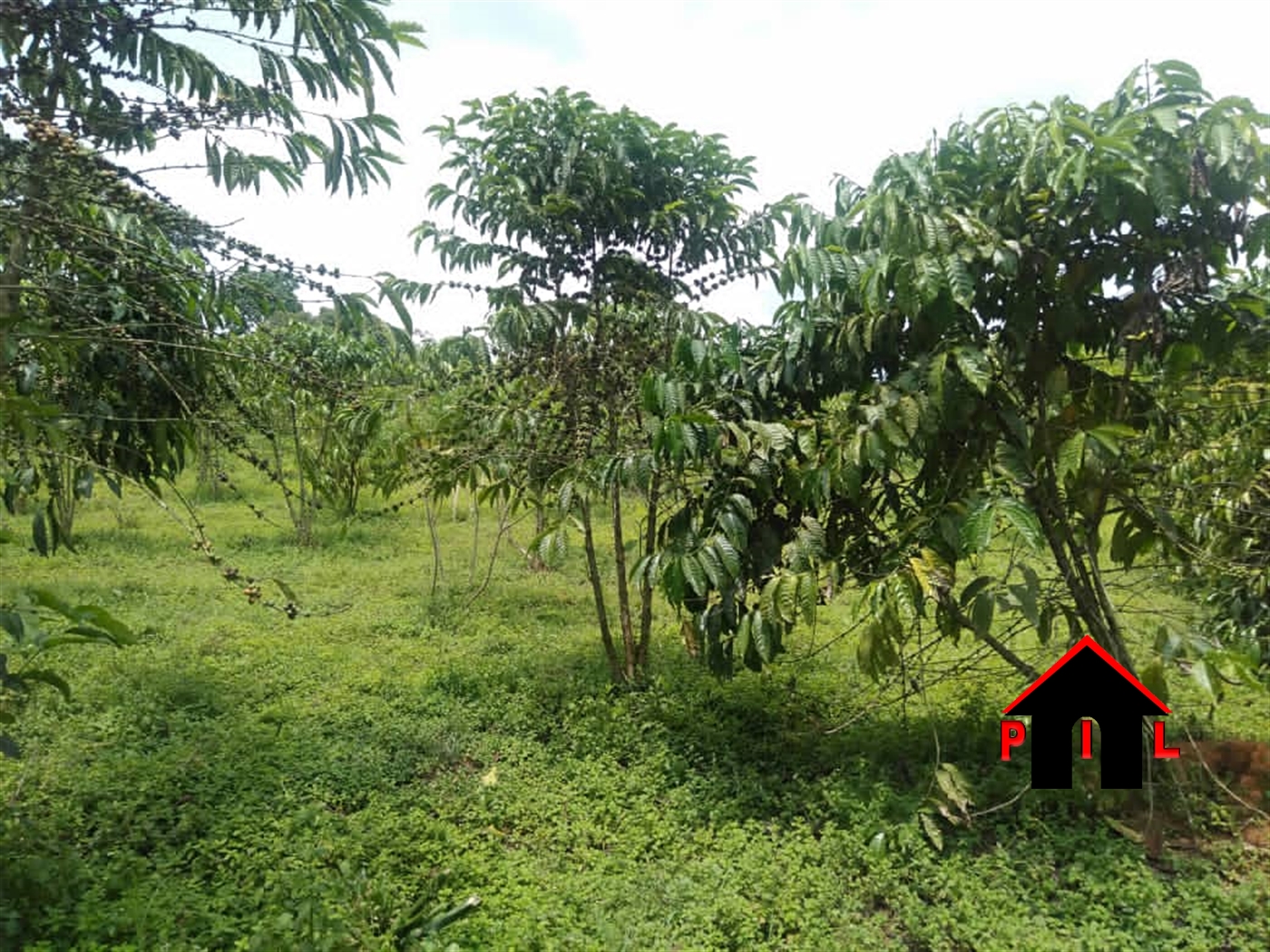 Agricultural Land for sale in Musunjju Mukono