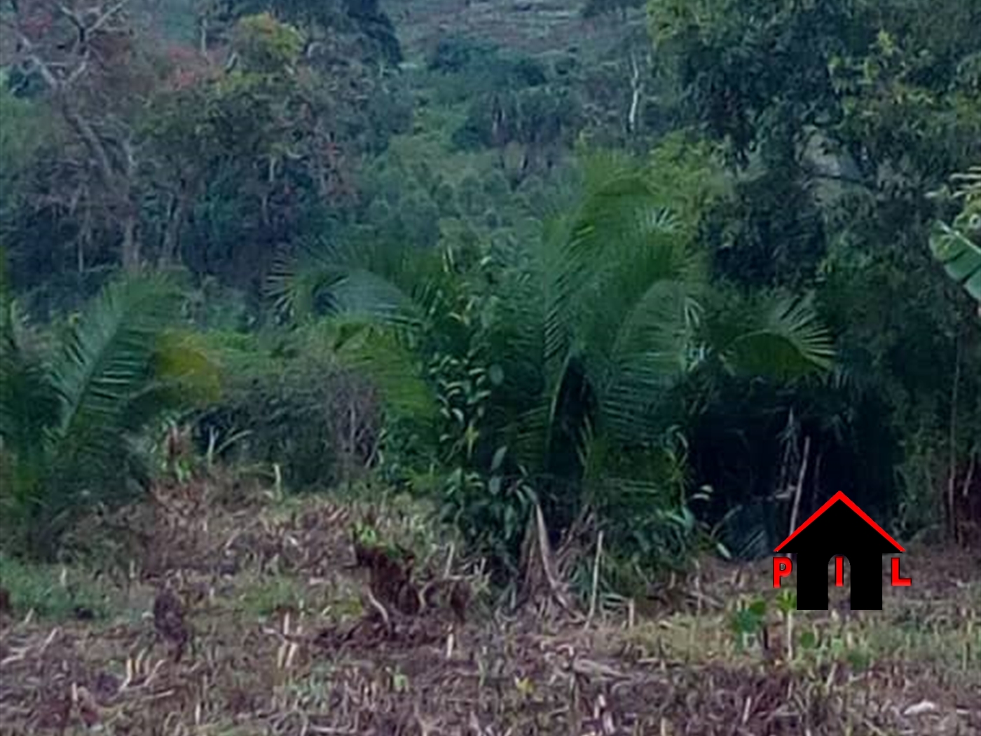 Agricultural Land for sale in Amuru Gulu