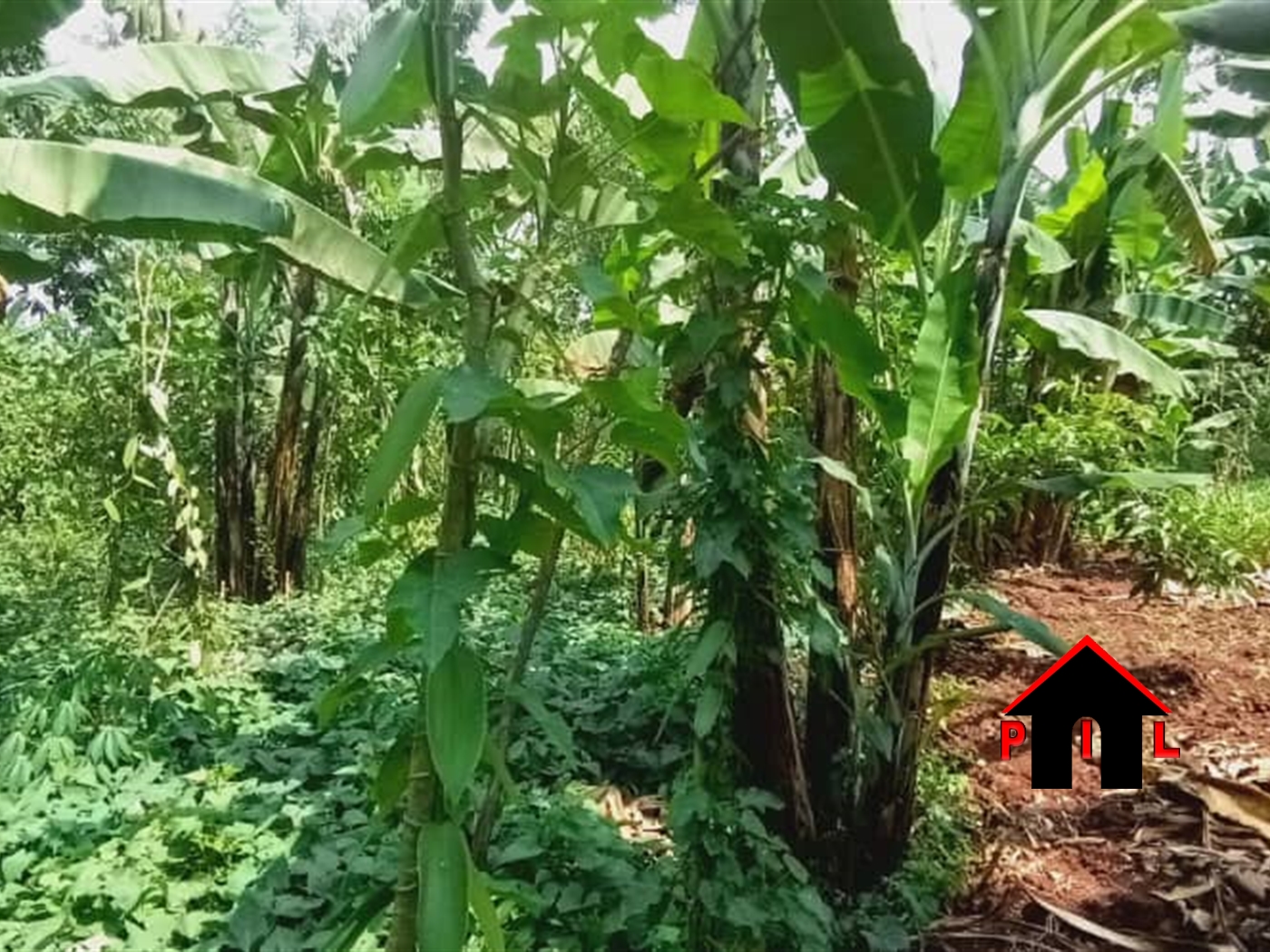 Agricultural Land for sale in Ngagi Luweero