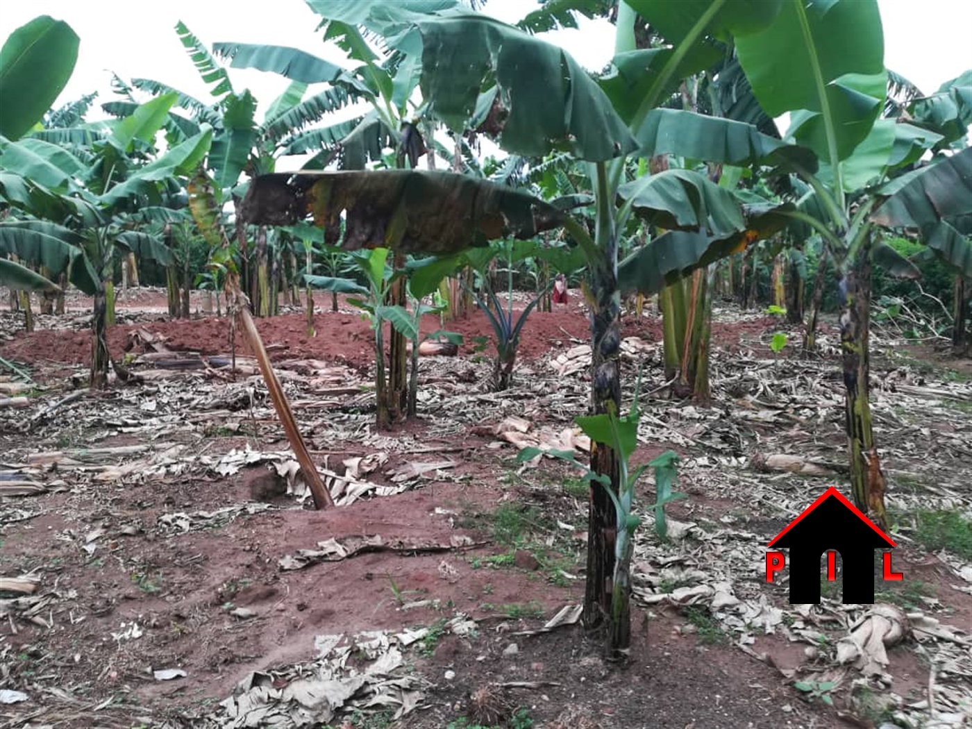 Agricultural Land for sale in Bujunjuzi Gomba