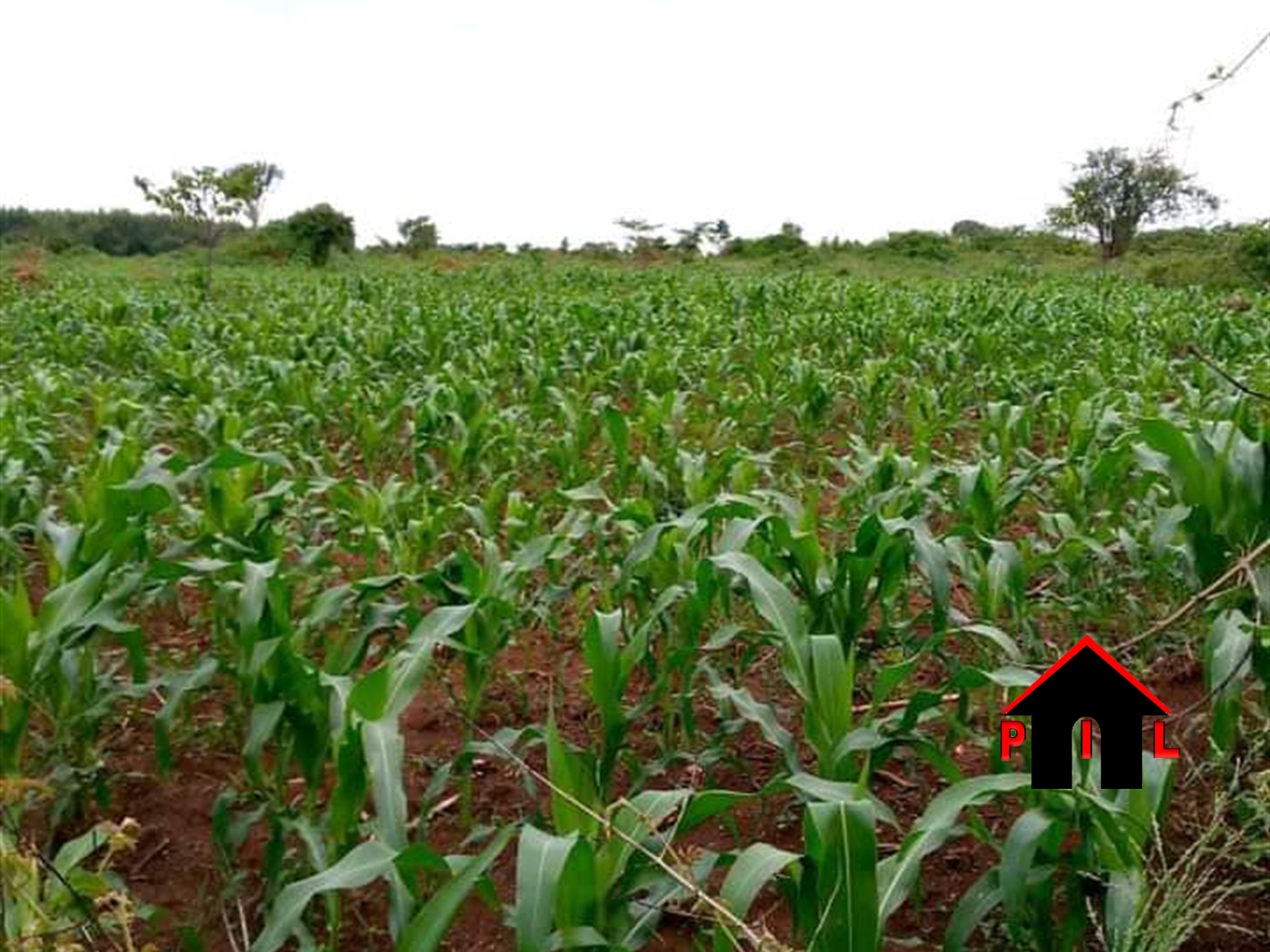 Agricultural Land for sale in Kakooge Luweero