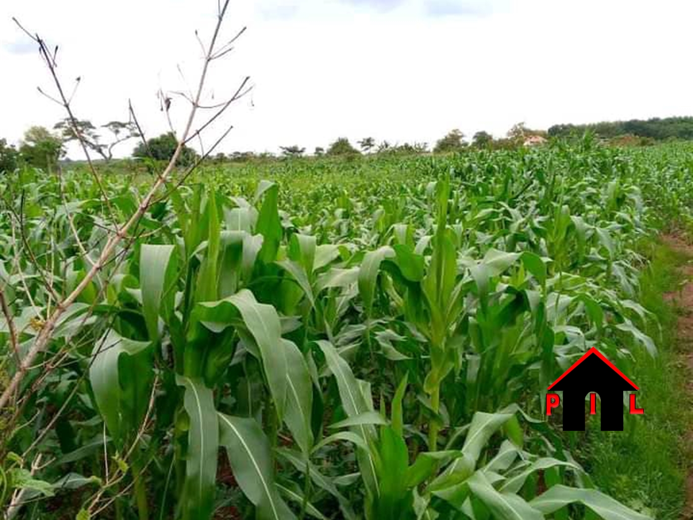 Agricultural Land for sale in Kakooge Luweero