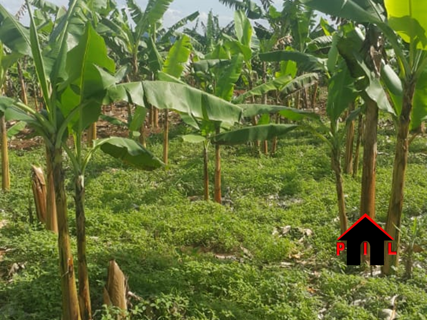 Agricultural Land for sale in Kapeeka Nakaseke