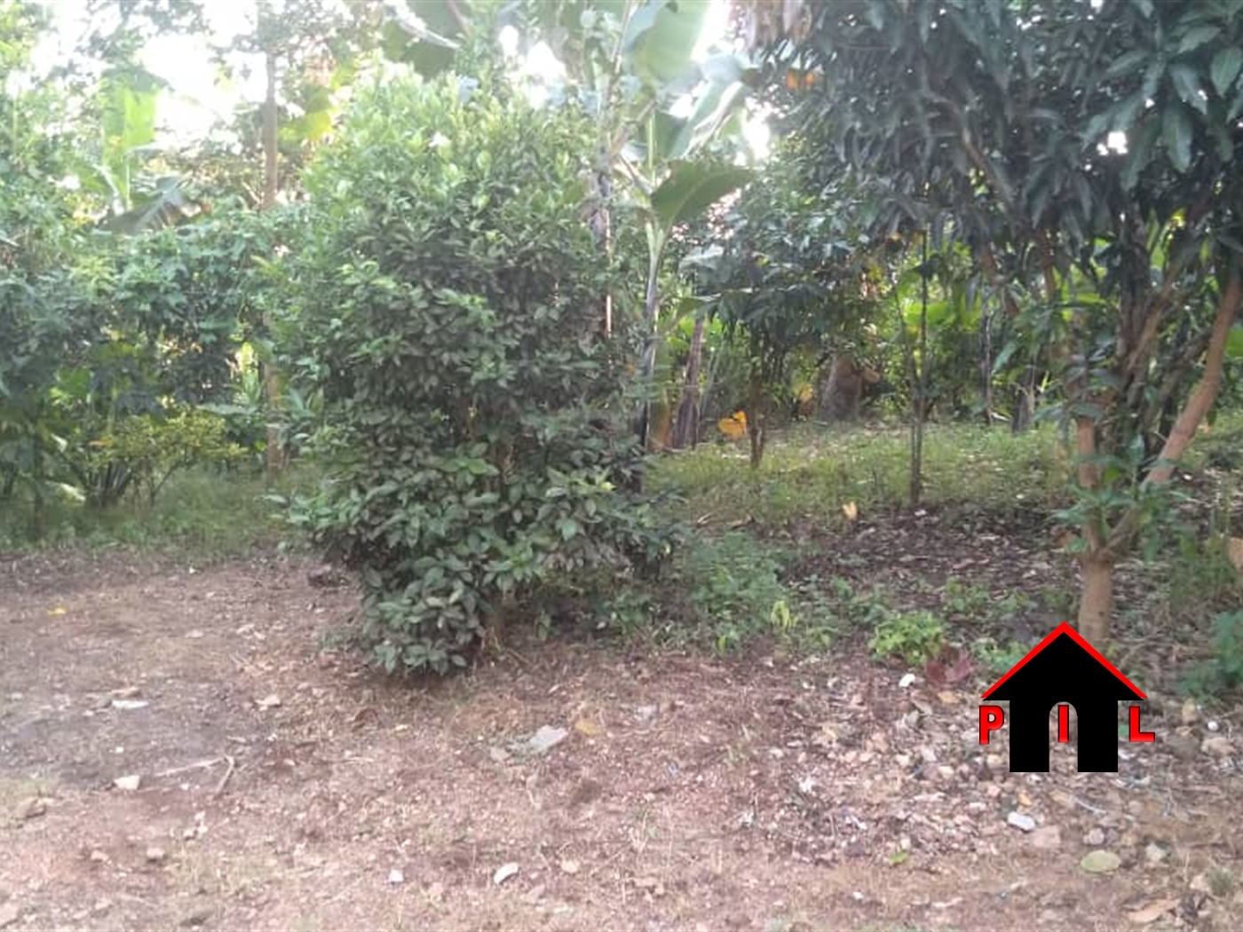 Agricultural Land for sale in Nabiswera Nakasongola