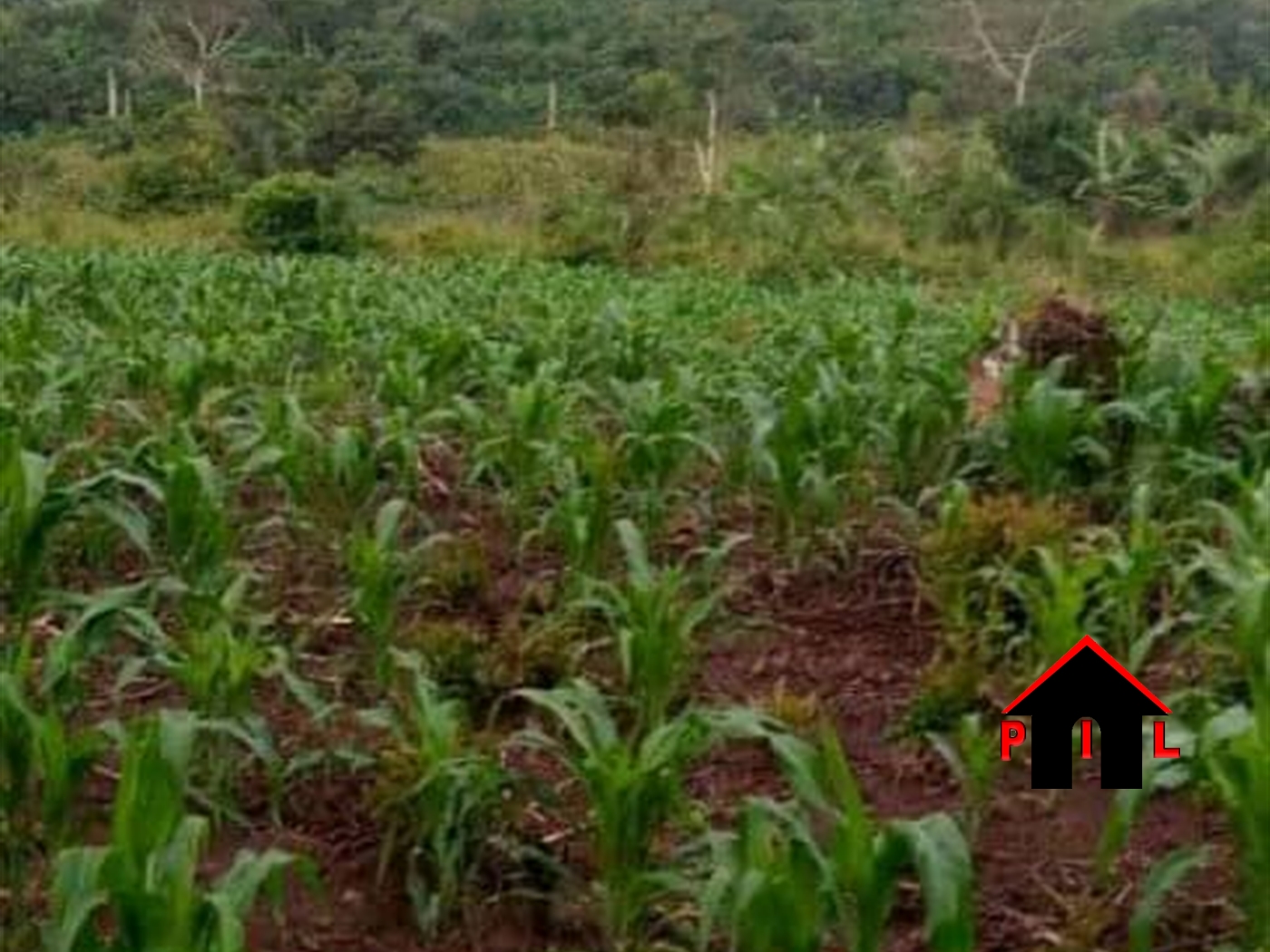 Agricultural Land for sale in Nakassajja Wakiso