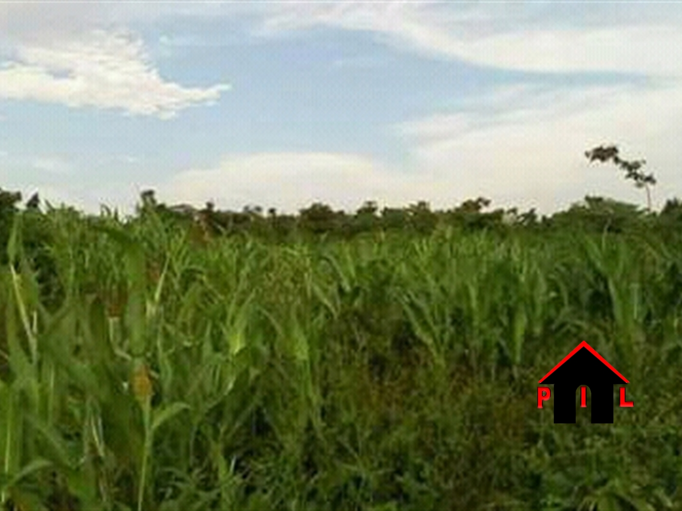 Agricultural Land for sale in Ndimulungi Luwero