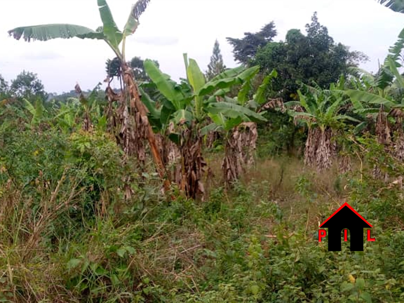 Agricultural Land for sale in Busiika Luweero