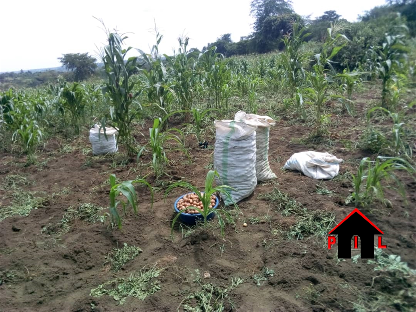 Agricultural Land for sale in Busiika Luweero