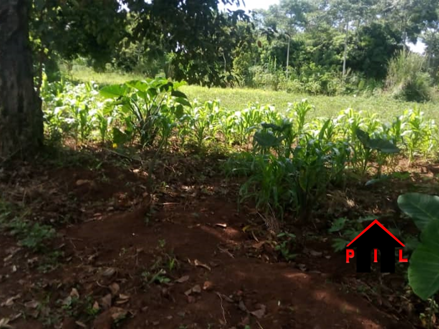 Residential Land for sale in Lutembe Wakiso